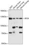 Importin 9 antibody, A10216-1, Boster Biological Technology, Western Blot image 