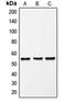FPS antibody, orb340963, Biorbyt, Western Blot image 