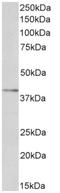 LOX-1 antibody, AP33494PU-N, Origene, Western Blot image 