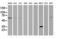 Potassium Channel Tetramerization Domain Containing 14 antibody, LS-C172817, Lifespan Biosciences, Western Blot image 