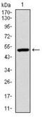 ubiquitin B antibody, NBP2-37521, Novus Biologicals, Western Blot image 