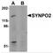 Synaptopodin 2 antibody, MBS150803, MyBioSource, Western Blot image 
