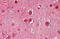 Butyrylcholinesterase antibody, AP21238AF-N, Origene, Immunohistochemistry frozen image 
