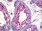 Galectin 8 antibody, LS-B6345, Lifespan Biosciences, Immunohistochemistry paraffin image 