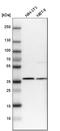 Coiled-Coil Domain Containing 50 antibody, HPA001336, Atlas Antibodies, Western Blot image 