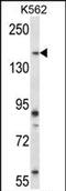 Pseudopodium-enriched atypical kinase 1 antibody, PA5-71924, Invitrogen Antibodies, Western Blot image 