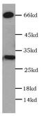 Hairy/enhancer-of-split related with YRPW motif protein 1 antibody, FNab03849, FineTest, Western Blot image 