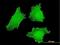 Distal-Less Homeobox 5 antibody, H00001749-M07, Novus Biologicals, Immunocytochemistry image 