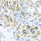 Vesicle-associated membrane protein 1 antibody, 23-750, ProSci, Immunohistochemistry frozen image 