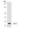SDC2 antibody, LS-B11460, Lifespan Biosciences, Western Blot image 