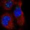 Synaptotagmin Like 3 antibody, HPA030586, Atlas Antibodies, Immunocytochemistry image 