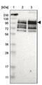 Protein Phosphatase 1 Regulatory Subunit 13B antibody, PA5-52289, Invitrogen Antibodies, Western Blot image 
