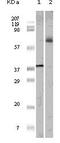 ETS Transcription Factor ELK1 antibody, MA5-15311, Invitrogen Antibodies, Western Blot image 