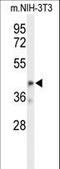 Olfactomedin-like protein 3 antibody, LS-C163117, Lifespan Biosciences, Western Blot image 