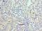 NPR2 Like, GATOR1 Complex Subunit antibody, LS-C378527, Lifespan Biosciences, Immunohistochemistry frozen image 