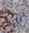 Zinc Finger C2HC-Type Containing 1C antibody, FNab02972, FineTest, Immunohistochemistry paraffin image 