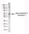 Neuropeptide Y Receptor Y1 antibody, 6732-0150, Bio-Rad (formerly AbD Serotec) , Western Blot image 