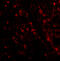 Mitochondrial Antiviral Signaling Protein antibody, 4055, ProSci Inc, Immunofluorescence image 