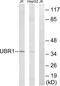 Ubiquitin Protein Ligase E3 Component N-Recognin 1 antibody, PA5-39155, Invitrogen Antibodies, Western Blot image 