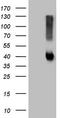 Alcohol Dehydrogenase 5 (Class III), Chi Polypeptide antibody, TA809490S, Origene, Western Blot image 