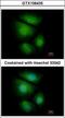 Ring Finger Protein 13 antibody, GTX106435, GeneTex, Immunofluorescence image 