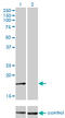 AP2S1 antibody, LS-C196929, Lifespan Biosciences, Western Blot image 