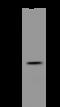 LIM and SH3 domain protein 1 antibody, 200541-T32, Sino Biological, Western Blot image 