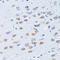 Low Density Lipoprotein Receptor Adaptor Protein 1 antibody, LS-C346228, Lifespan Biosciences, Immunohistochemistry frozen image 
