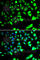 X-Linked Inhibitor Of Apoptosis antibody, A6869, ABclonal Technology, Immunofluorescence image 