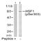 Heat shock factor protein 1 antibody, AP02511PU-N, Origene, Western Blot image 
