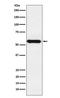 Cytochrome P450 Family 1 Subfamily A Member 2 antibody, M00598, Boster Biological Technology, Western Blot image 