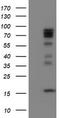 CCR4-NOT Transcription Complex Subunit 4 antibody, TA800047BM, Origene, Western Blot image 