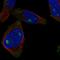 CUB and zona pellucida-like domain-containing protein 1 antibody, HPA074117, Atlas Antibodies, Immunofluorescence image 