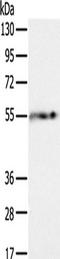 Perilipin A antibody, TA351514, Origene, Western Blot image 