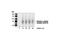 MOP antibody, 3451S, Cell Signaling Technology, Western Blot image 