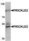 Prickle-like protein 2 antibody, orb75689, Biorbyt, Western Blot image 