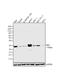 BCL2 Like 11 antibody, 701853, Invitrogen Antibodies, Western Blot image 