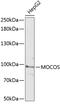 hMCS antibody, 15-492, ProSci, Western Blot image 