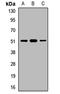 Mitochondrial Rho GTPase 1 antibody, orb412385, Biorbyt, Western Blot image 