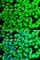 Regenerating Family Member 3 Alpha antibody, A2101, ABclonal Technology, Immunofluorescence image 