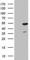MF1 antibody, TA802763AM, Origene, Western Blot image 