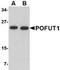 Protein O-Fucosyltransferase 1 antibody, NBP1-76940, Novus Biologicals, Western Blot image 