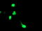 Uncharacterized protein KIAA0495 antibody, LS-C786481, Lifespan Biosciences, Immunofluorescence image 