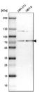 mRNA-capping enzyme antibody, HPA003750, Atlas Antibodies, Western Blot image 