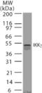 FIP-3 antibody, ALX-804-424-C100, Enzo Life Sciences, Western Blot image 