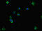 Natural Killer Cell Cytotoxicity Receptor 3 Ligand 1 antibody, CSB-PA737873LA01HU, Cusabio, Immunofluorescence image 