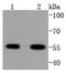 ATF4 antibody, A00371-3, Boster Biological Technology, Western Blot image 