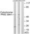 Cytochrome P450 Family 39 Subfamily A Member 1 antibody, PA5-38909, Invitrogen Antibodies, Western Blot image 