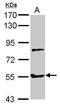 Myotilin antibody, GTX109905, GeneTex, Western Blot image 