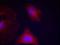 Mitogen-Activated Protein Kinase Kinase 1 antibody, orb214458, Biorbyt, Immunofluorescence image 